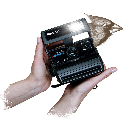 A collage consisting of two hands holding a vintage Polaroid camera and a bird.